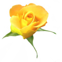 INTERACTION 116 p30 Rose's Diary