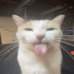 gato.mp3