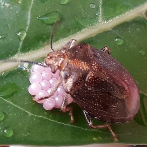 20.05.2022 - Cap. XI - Amar o Próximo Como a Si Mesmo - A Lei de Amor (14)