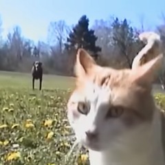 ՏIᒪᐯᗴᖇ ᐯIᑎᗴ (clГИl<) ⋆˚ʚɞ