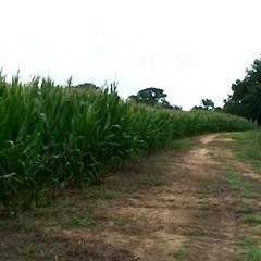 surrenderdorothy type beat "backroad"