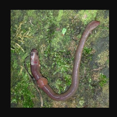 get ur intrusive thoughts out for the lads demos