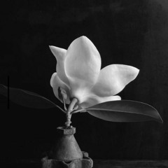 RUSSELLINHUSTLE - MAGNOLIA