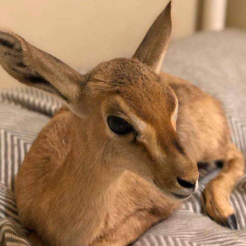 تمّناك حكام الشعَوب العربيه .