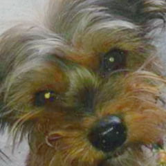 dance electro potra salvaje