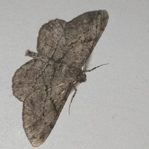 PHALENE (démo) | Prod by nārada