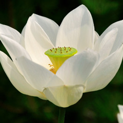 SAMSARA AWAITS U NOW