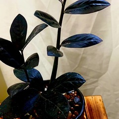 zamiifolia