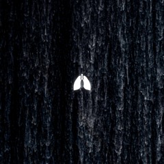 Fall from Grace (Radio Edit)