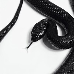 snake prod drewwcoldd