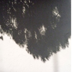 바람에 흔들리는 나무소리