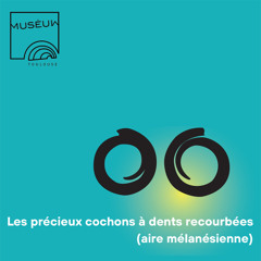 Les précieux cochons à dent de Papouasie-Nouvelle-Guinée - Mythes du monde