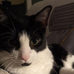 [F.A.Snell,D.A.;5]×[vintageROM;3]