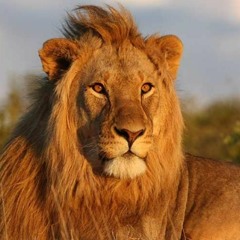 EL LEON Un rey que no vive en la selva//THE LION: A king who doesn't live in the jungle.