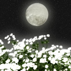 full moon