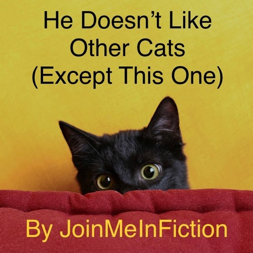 He Doesn't Like Other Cats (Except This One)