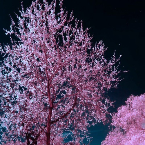 01.-The-Tree-from-Mount-Fuji-The-Handmaiden-OST.mp3