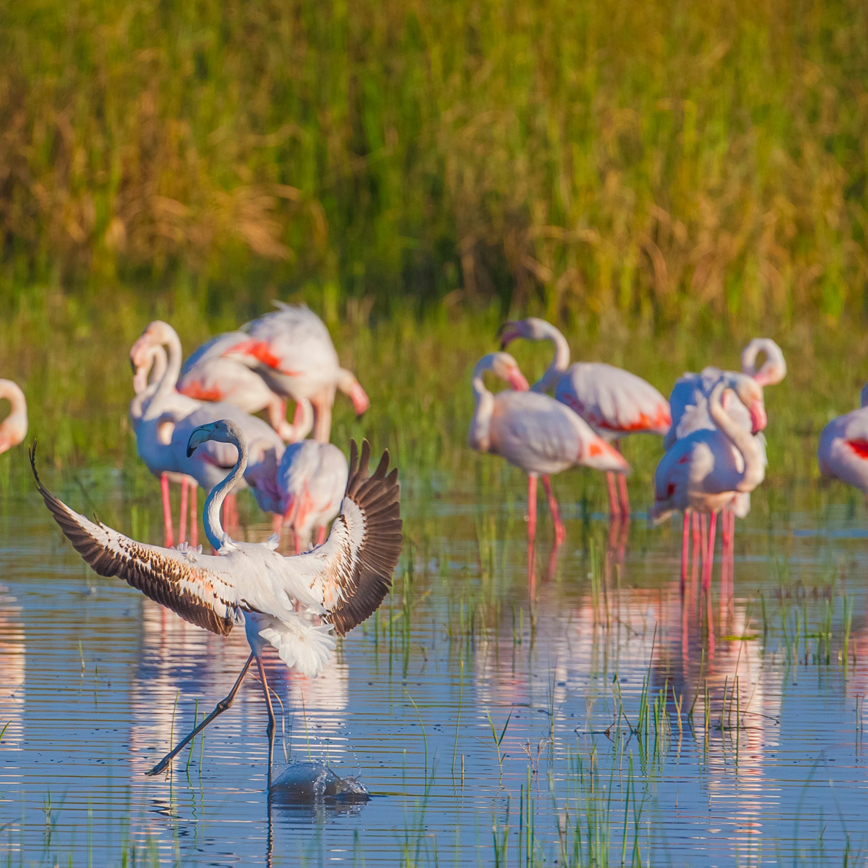 Wetlands and the Moral Ecologies of Infrastructure in Turkey [Environment in Context] episode artwork