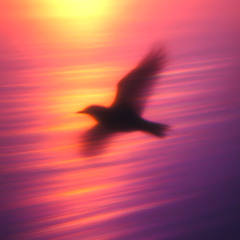 Fly