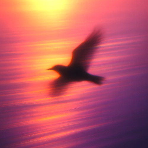 Fly