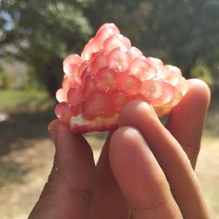 سرداب