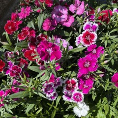 Oh Yeah, French Carnations