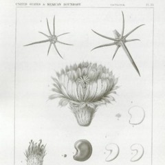 HK_Fantaisies_tracks_191