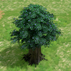 Hesperides Tree