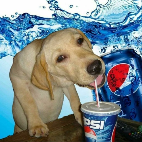 autotune dog ;3