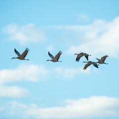 Panhandle Afield: Fall Crane Migration