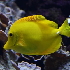 Babel fees  – denominating transaction costs in native tokens