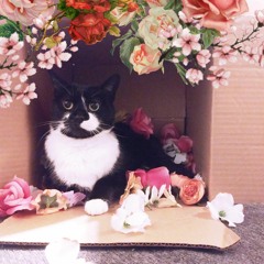 A Cat's Tale