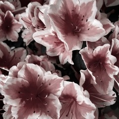 Темный Принц - Цветы [Slowed + Reverb]