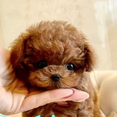 Adorable Micro Teacup Poodle Puppies for Sale Pennsylvania | TIARA PETS