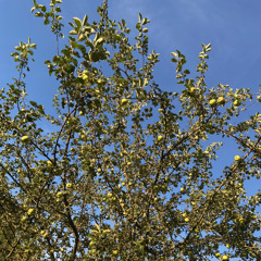 Simon Bach - Funkeln