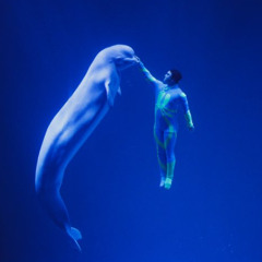 Baby Beluga