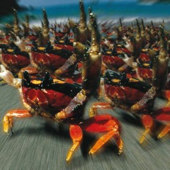 Breathe x Raw on Ice (Darcy Hall Edit)