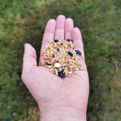 feed the birds (disquiet0736)