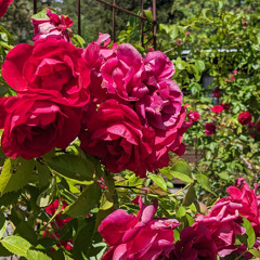 rosy