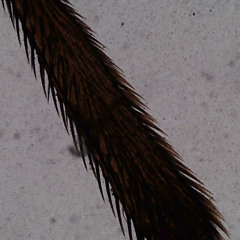 Bowler Song-Das Glockenspiel