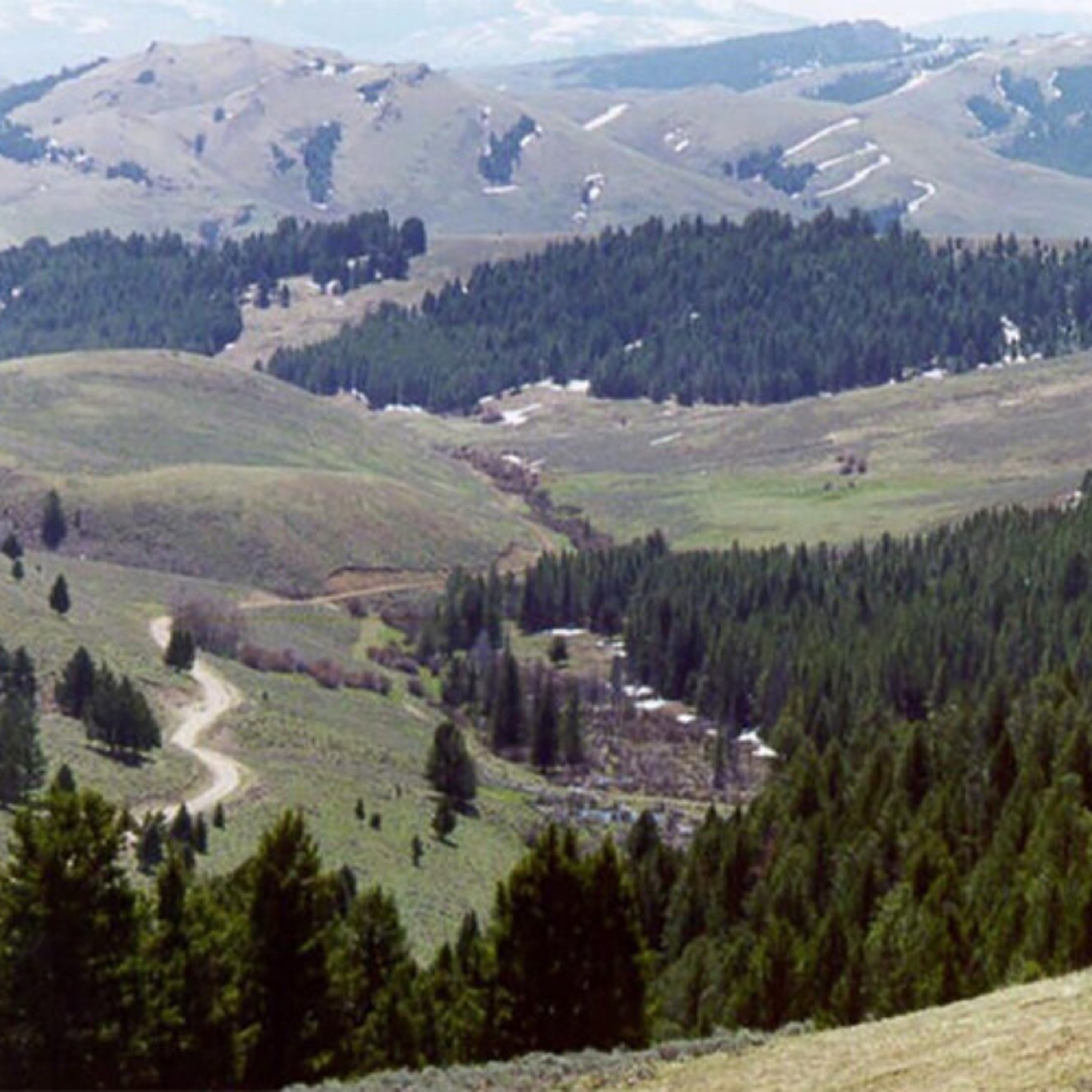 Montana conservation groups suing national forest over proposed logging roads Montana conservation groups suing national forest over proposed logging roads