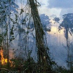 Tree Cover