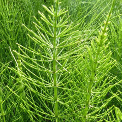 ПолевойХвощ21