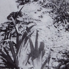 I went down to the river