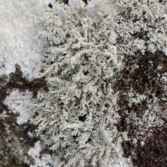 Stereocaulon Oct - Simon Whitehead