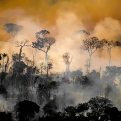 Forest fires burn twice as many trees as two decades ago