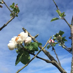 Making Blossom in Shrewsbury