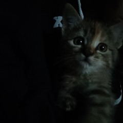 三日月ステップ / cover