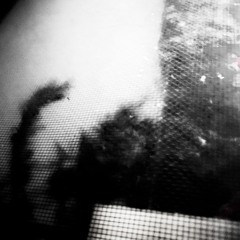 Black Moth Dreams