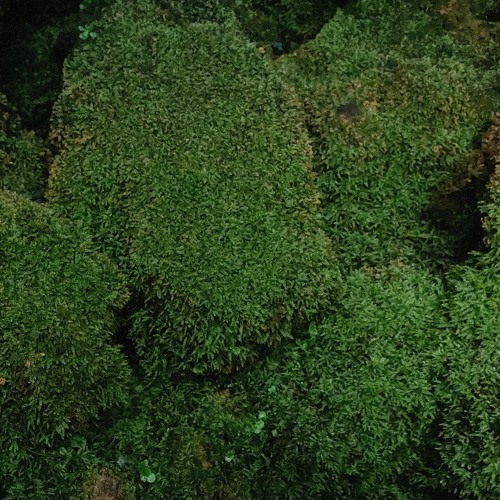 overgrowth // cascade [free download]